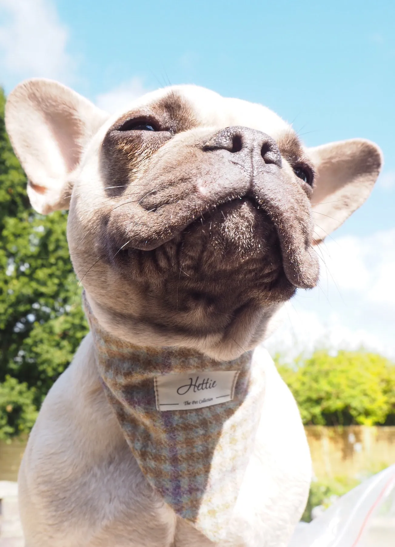 Charlie Dog Bandana - Loch Heather