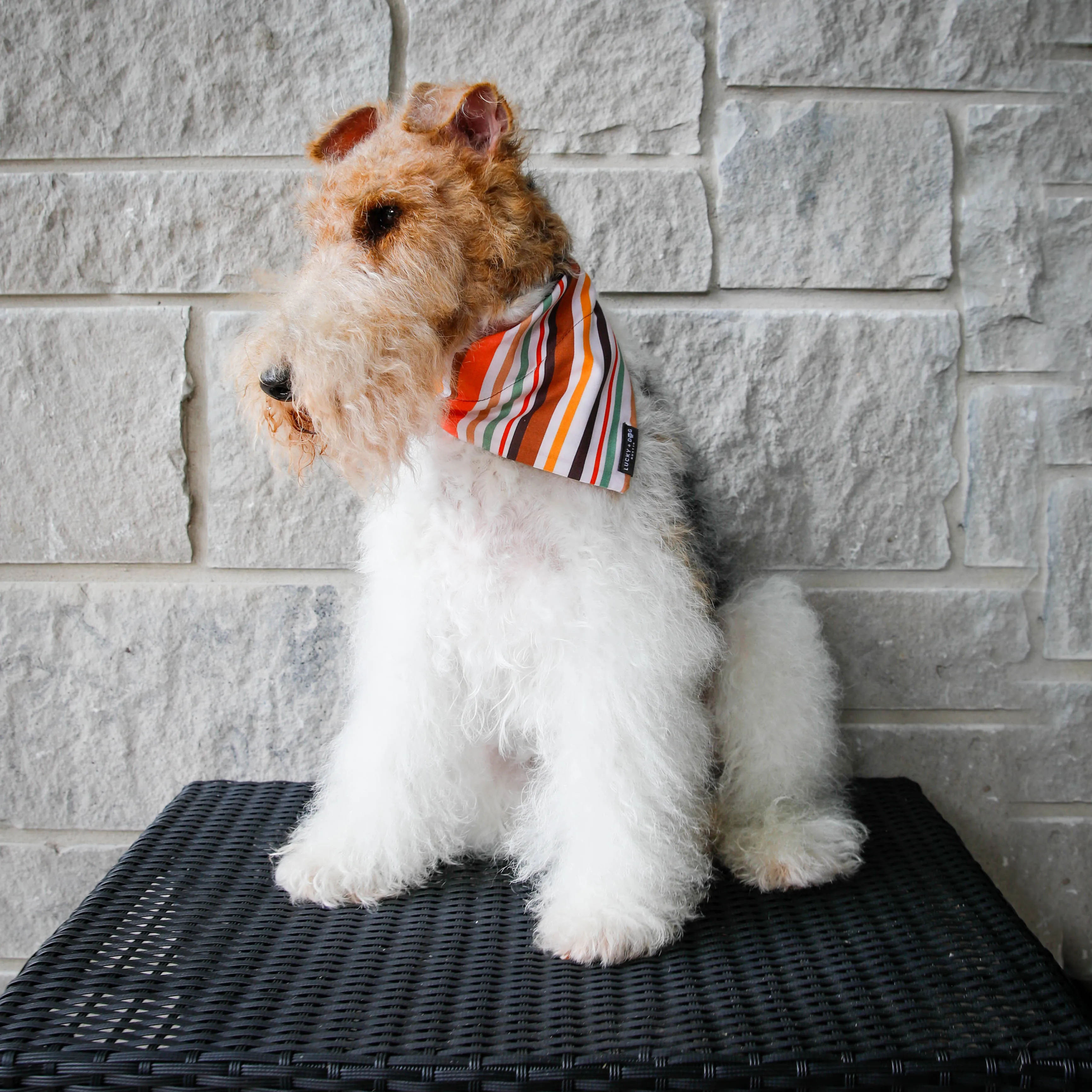 Oak Pup - Bandana