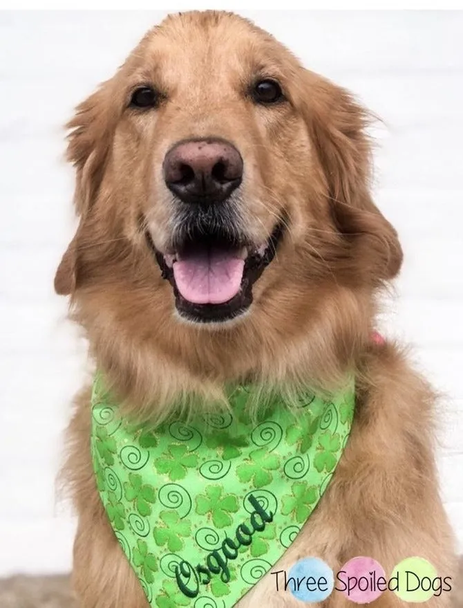 St Patrick's Day Dog Bandanas with Personalization