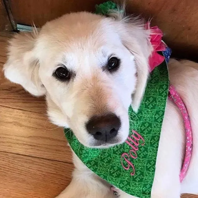 St Patrick's Day Dog Bandanas with Personalization