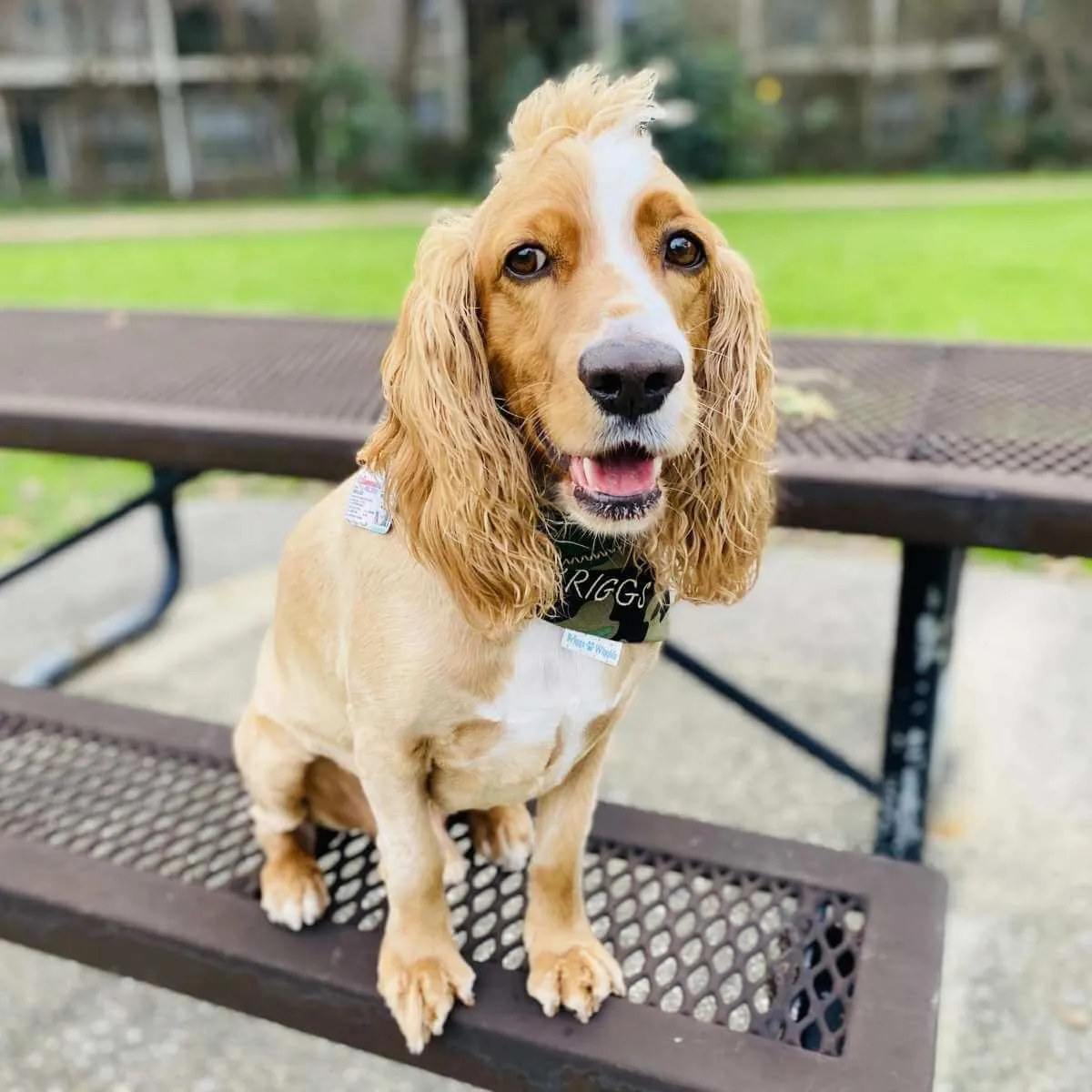Stylish Camouflage Dog Bandana