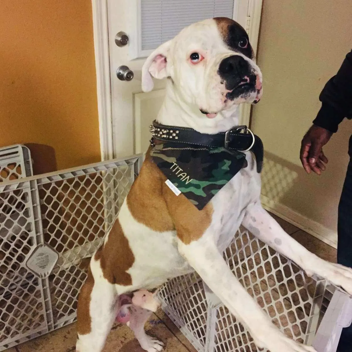 Stylish Camouflage Dog Bandana