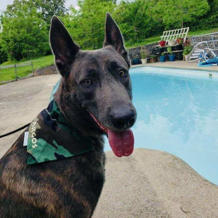 Stylish Camouflage Dog Bandana