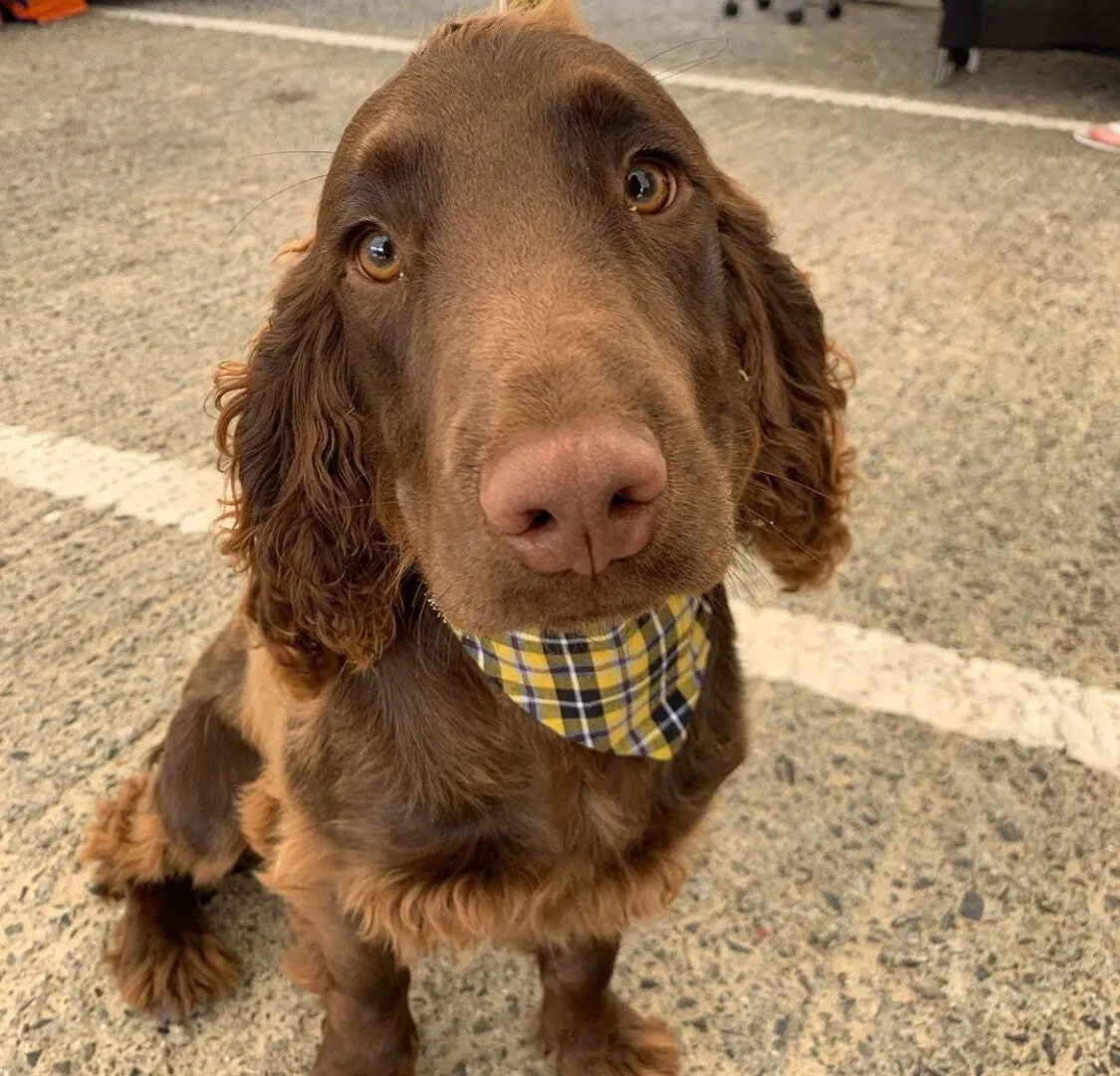 Traditional Cornish Tartan Dog Bandana